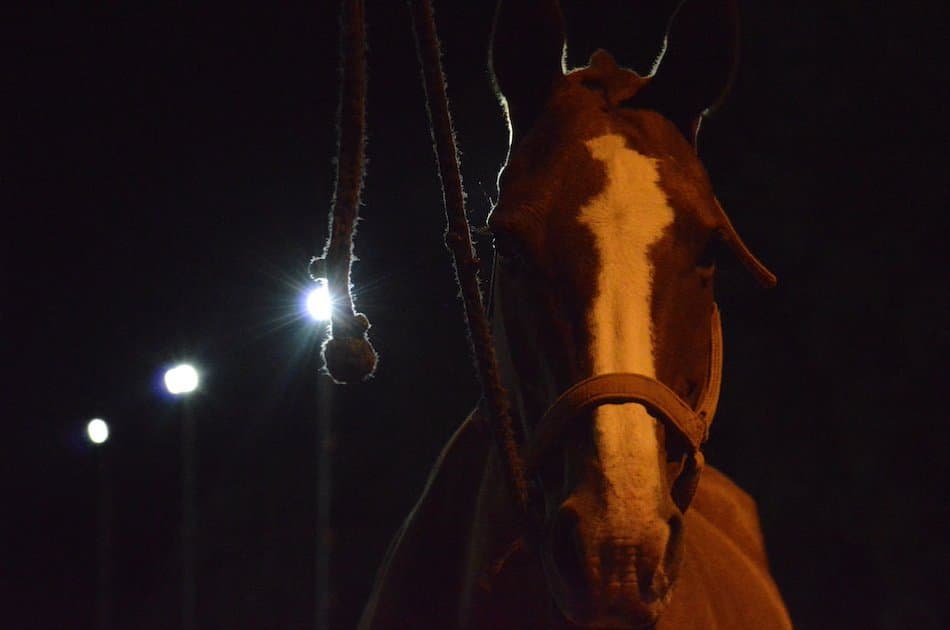 Polo Under The Stars in Buenos Aires!