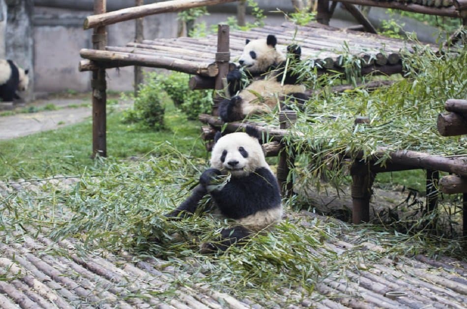 Chengdu Half Day Amazing Panda Base Private Tour