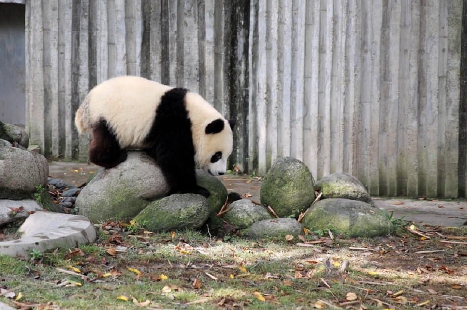 Chengdu Half Day Amazing Panda Base Private Tour