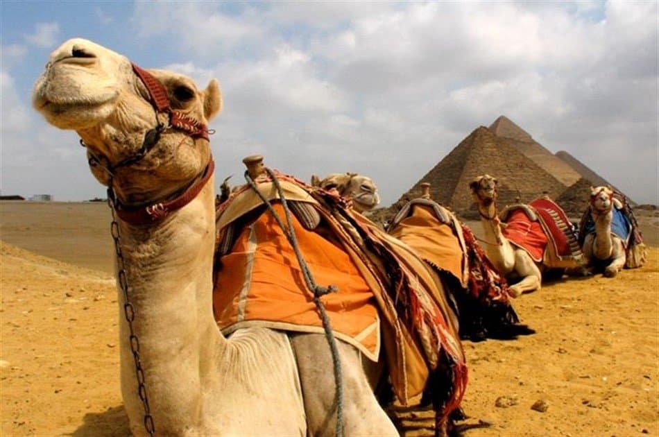 Day Tour to Giza Pyramids by Camel
