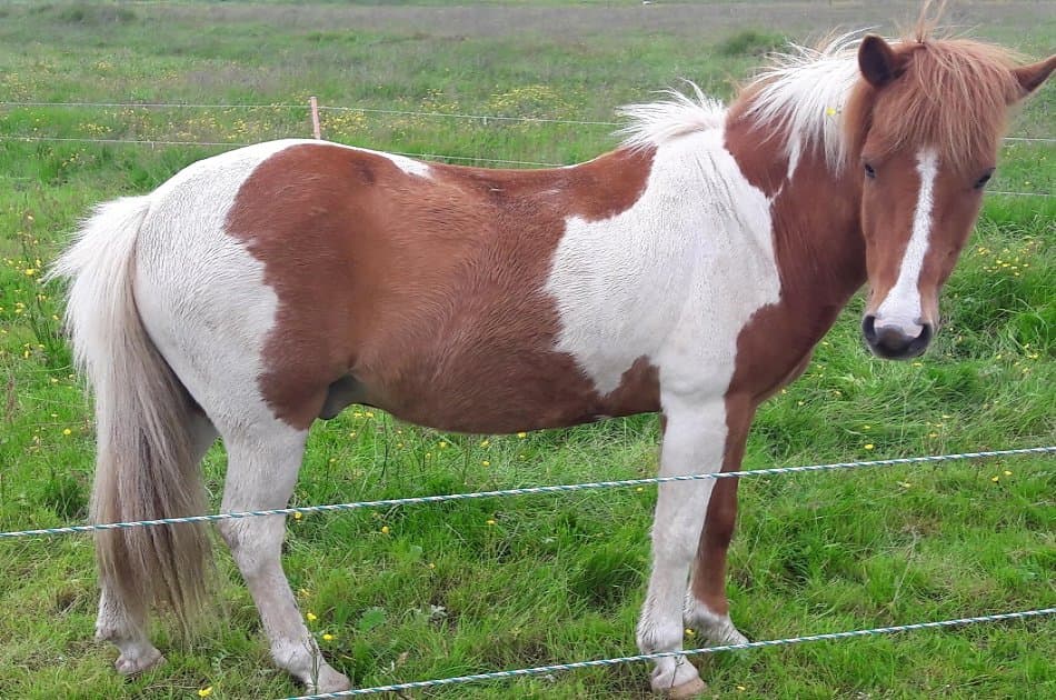 Private Golden Circle Tour