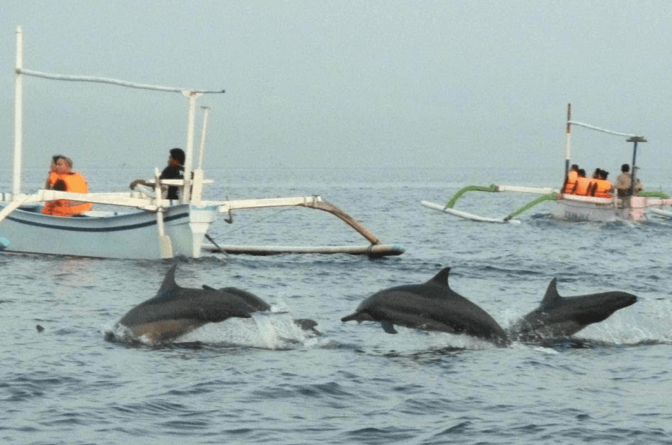 Bali Lovina Dolphin Tour