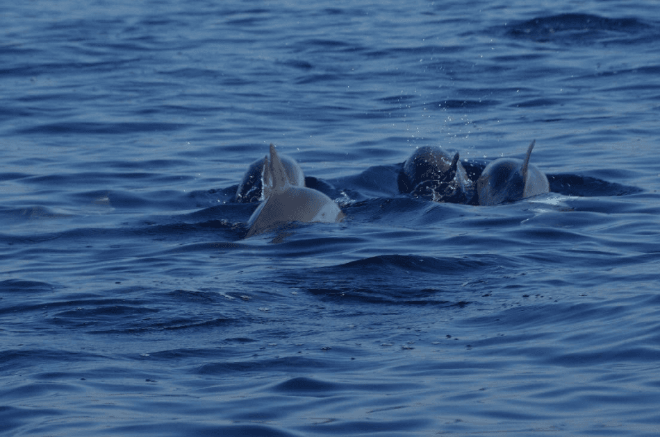 Bali Lovina Dolphin Tour