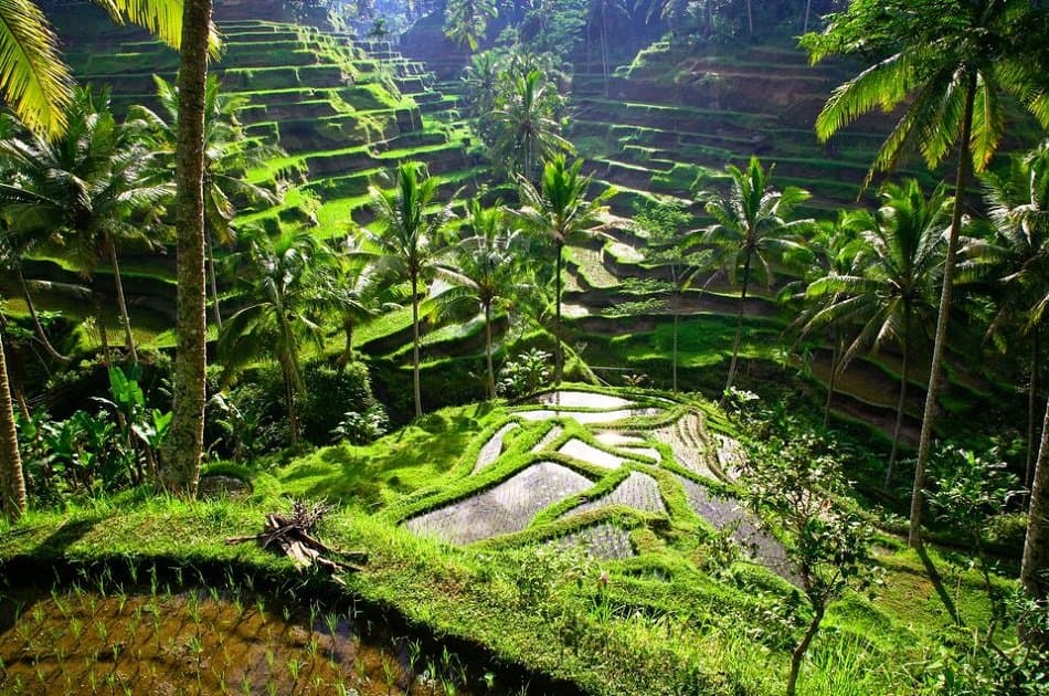 Kintamani and Ubud Private Tour