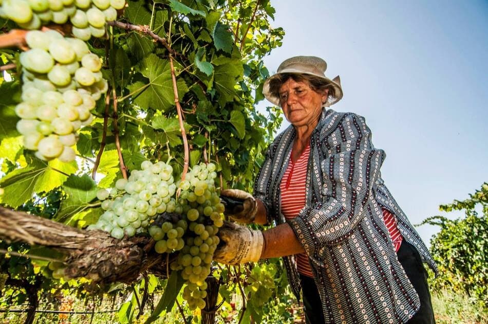 WINE TASTING IN A LOCAL CELLAR