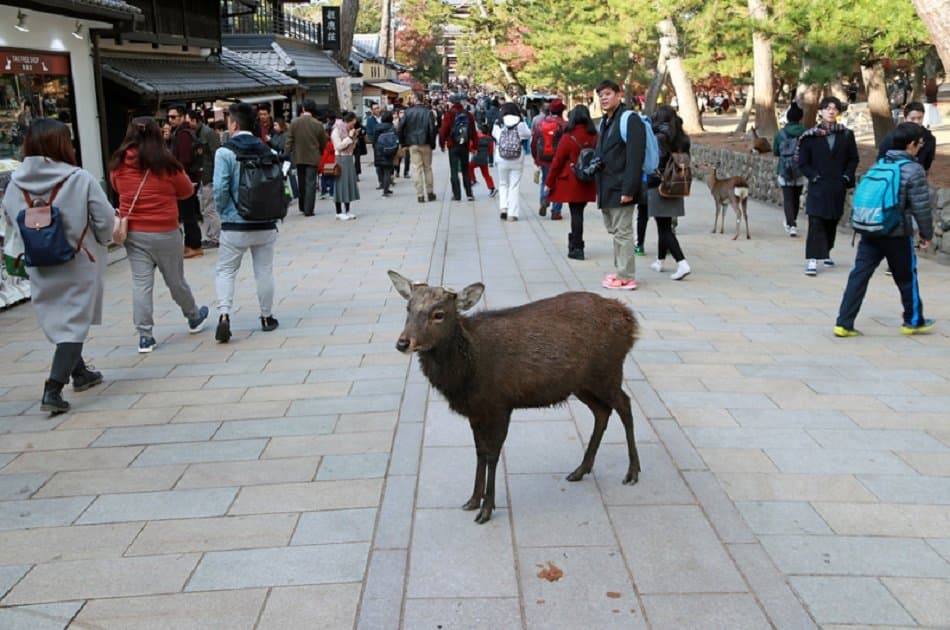 Nara &amp; the Secret Shrine of Omiwa