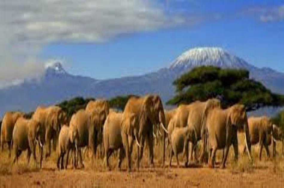 1 Day Mombasa to Tsavo East Safari