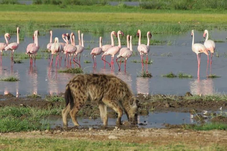 12 Days Best of Kenya & Tanzania