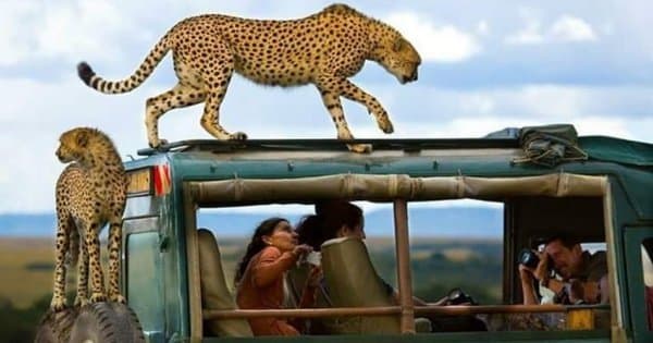 12 Days Best of Kenya & Tanzania