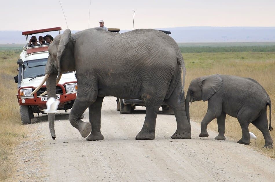 3 Day Amboseli National Park Safari
