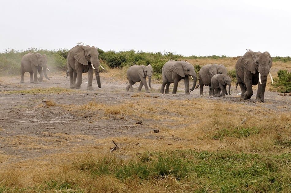 3 Day Amboseli National Park Safari