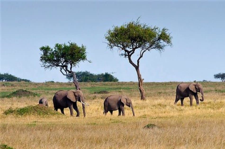 3 Days Kenya Camping Safari