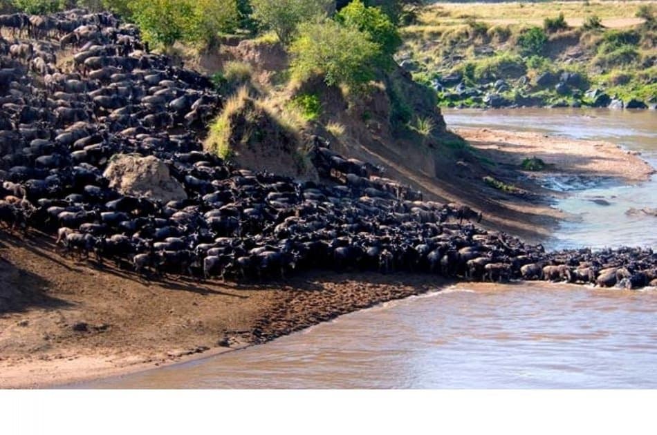 4 Days Enthralling Safaris in Kenya