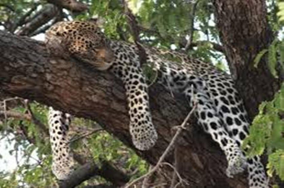 4hrs. Carnivore experience