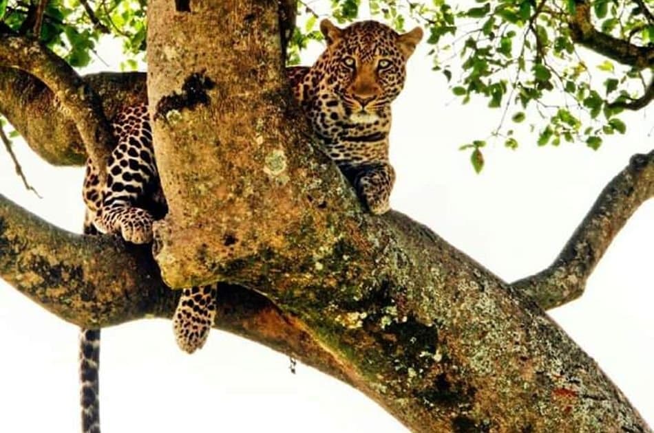 5 Days Big Five Kenya Safari