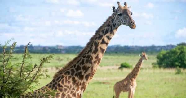 7 Day Luxury Kenyan Safari