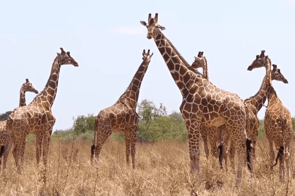 8 Days Northern Kenya Circuit  Safari