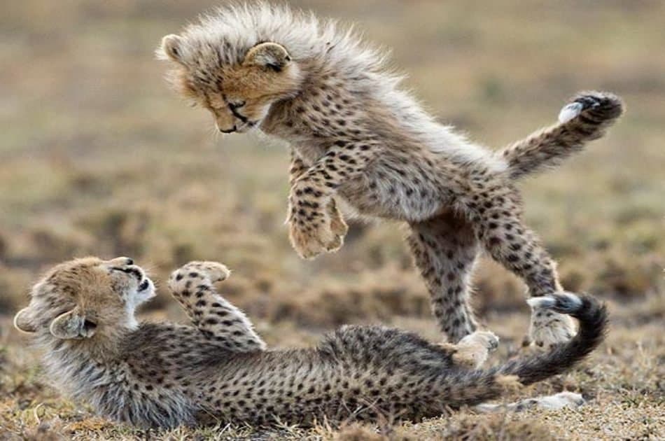 8 Days Scenic Kenya Safari