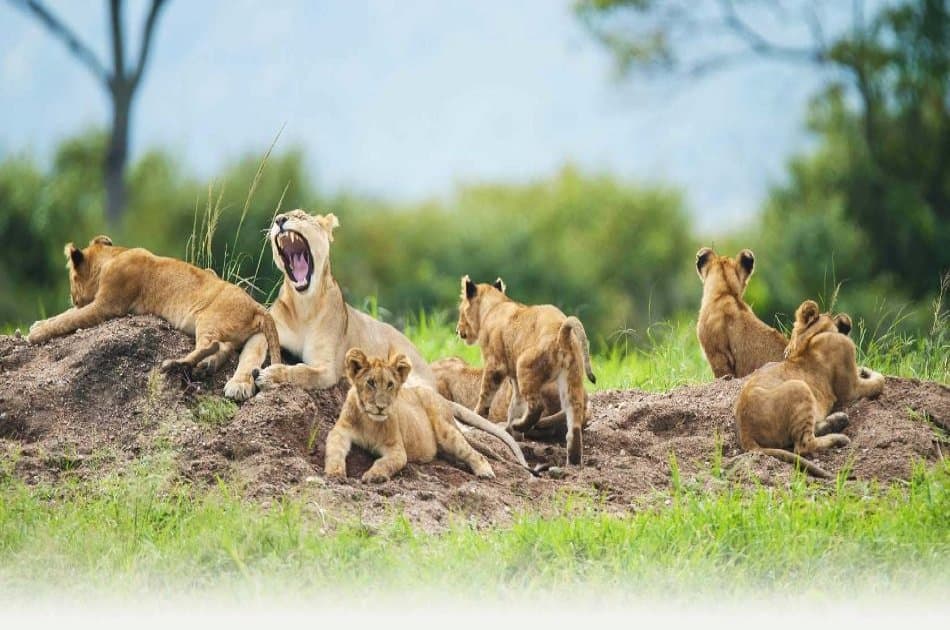 Classic Wings Kenya Safari - 5 Days