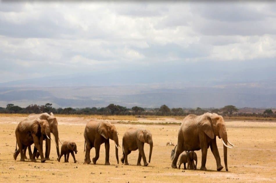 Classic Wings Kenya Safari - 5 Days