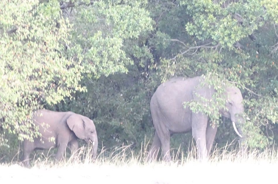 Flying Safari Package 3 Days 2 Night Masai Mara