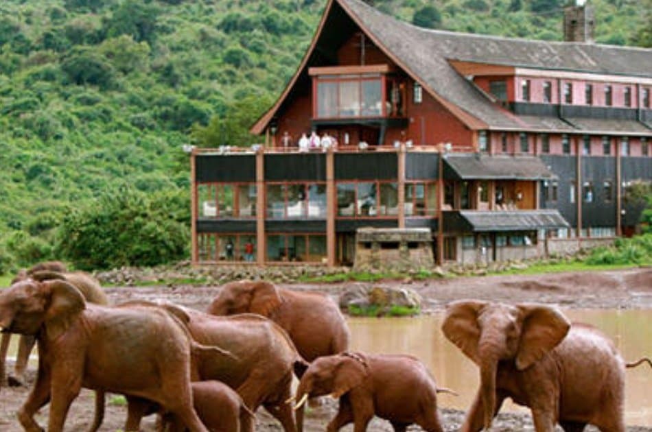 Kenya  Guided Wildlife Safari