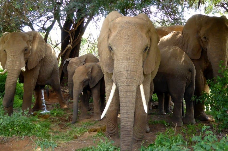 Kenya  Guided Wildlife Safari