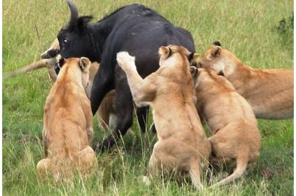 Kenya Wildlife New Frontiers