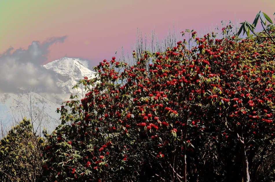 7 Day Gorepani Poon Hill View Trek