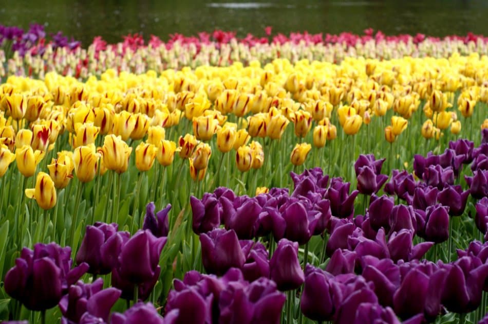 Half-Day Keukenhof Tour from Amsterdam