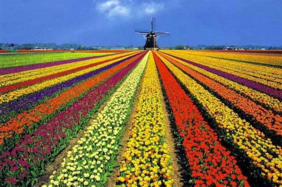 Half-Day Keukenhof Tour from Amsterdam
