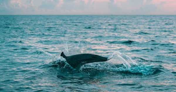 Muscat Dolphin Cruise