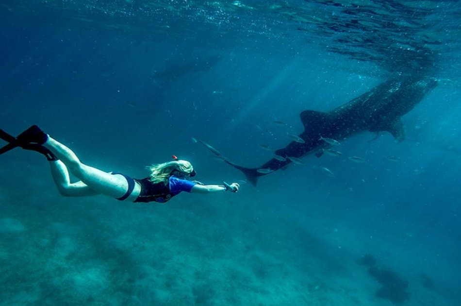 Oslob Whaleshark Snorkeling