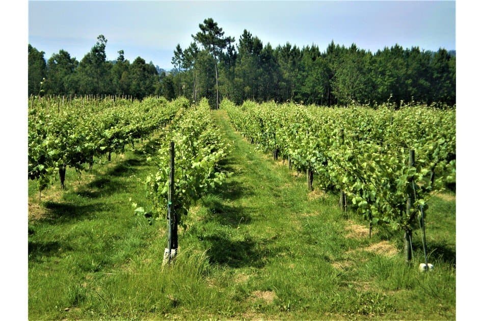 Minho & Vinho Verde Tour w/ Tastings & Lunch