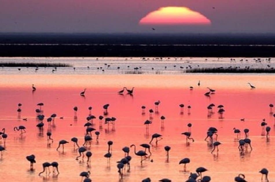 Doñana Nature Park -  Off the Beaten Path Tour