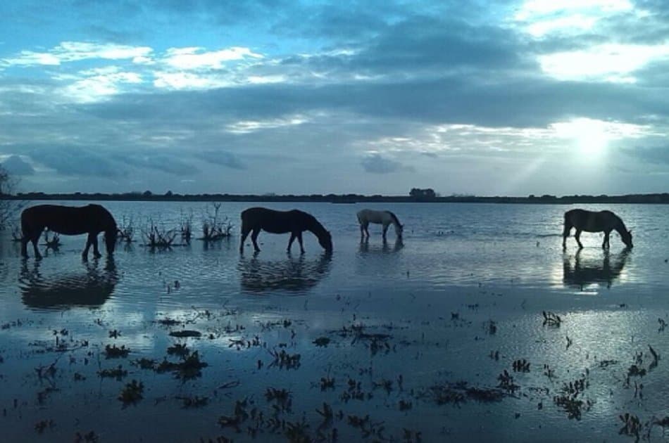 Doñana Nature Park -  Off the Beaten Path Tour