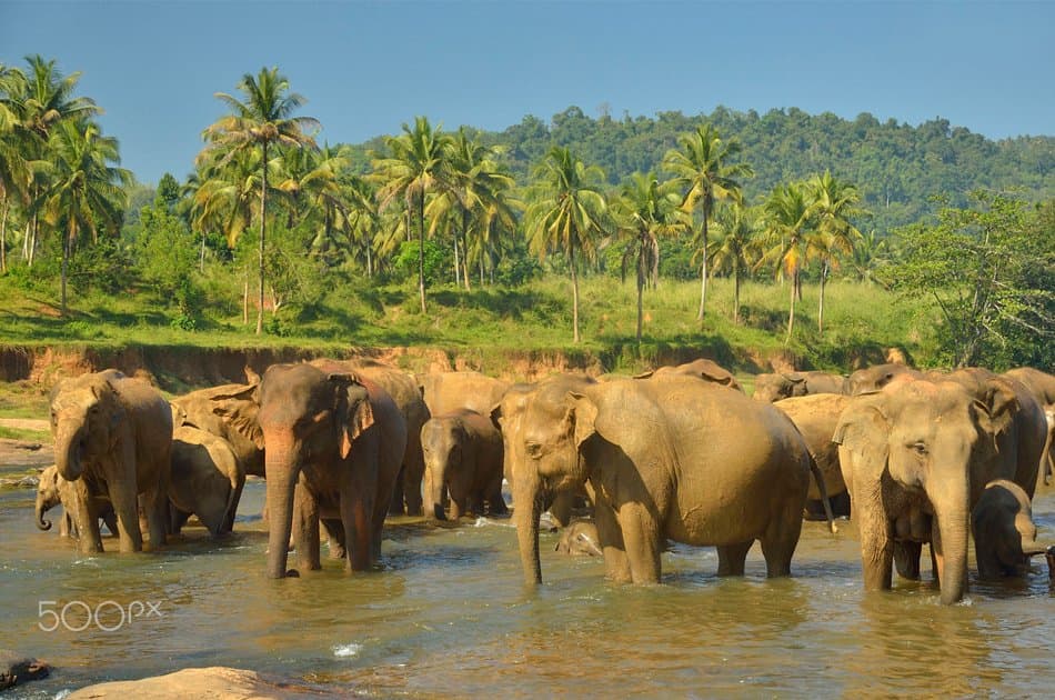 Elephant Explorer Tour From Kandy
