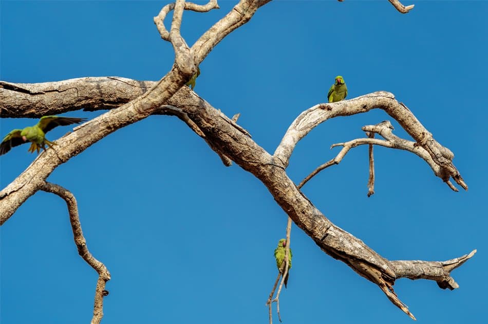 Private Safari: Udawalawe National Park