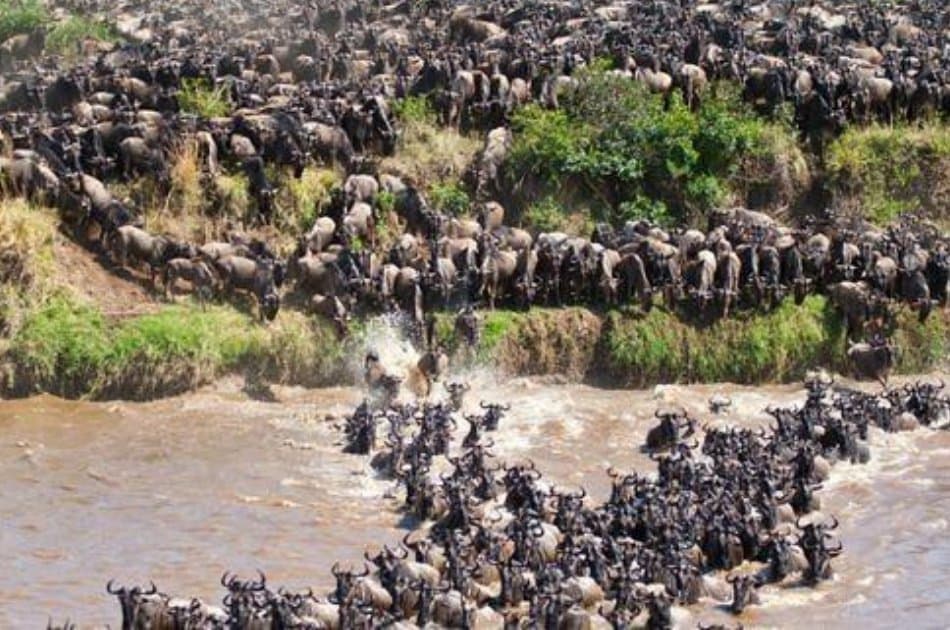 12 Days  Kenya and Tanzania Safari