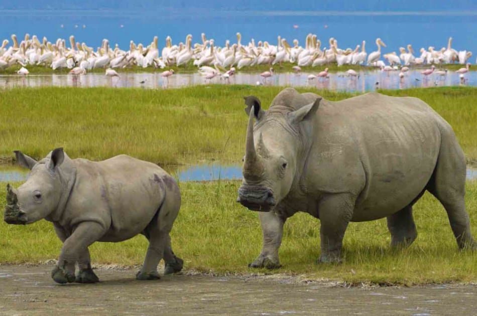 12 Days  Kenya and Tanzania Safari