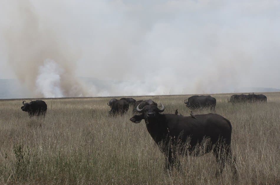 5 Day Natural Wonders of Africa Safari