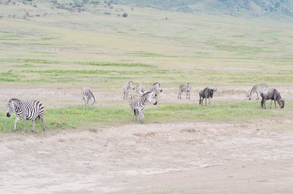 5 Day Natural Wonders of Africa Safari