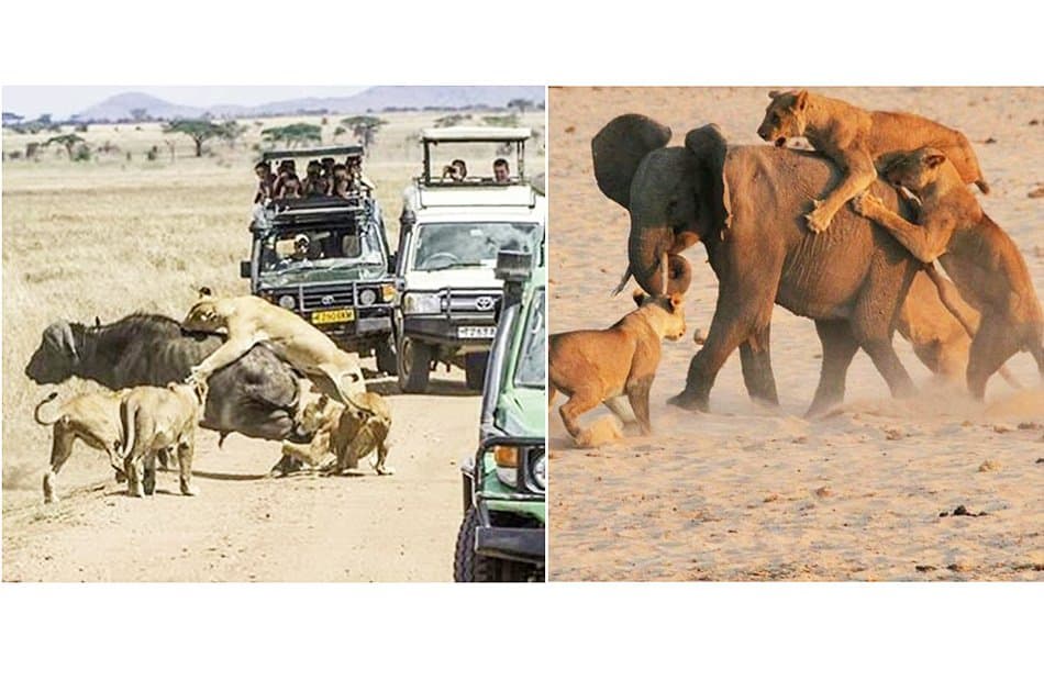 6 Day "Big 5" Safari