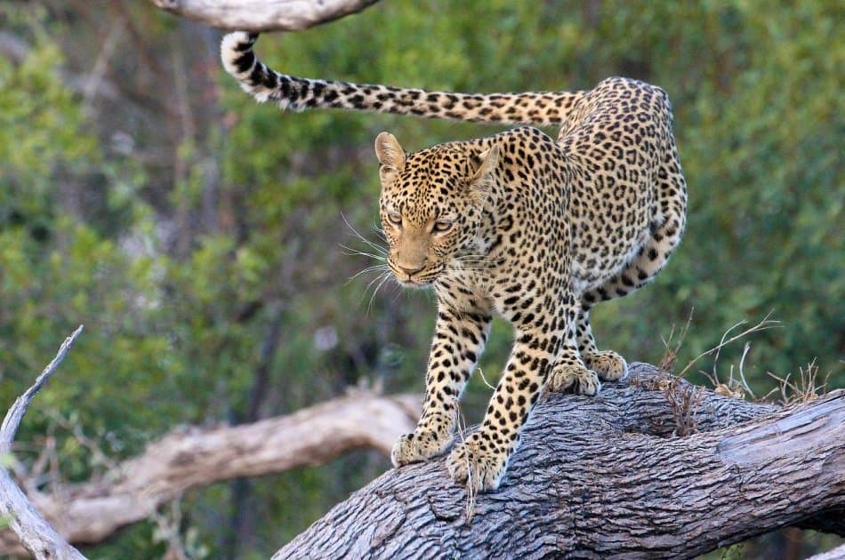 6 Day North Circuit Safari