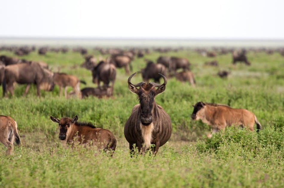 6 Day North Circuit Safari