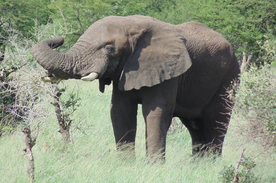 7 Days Best of Tanzania on Safari