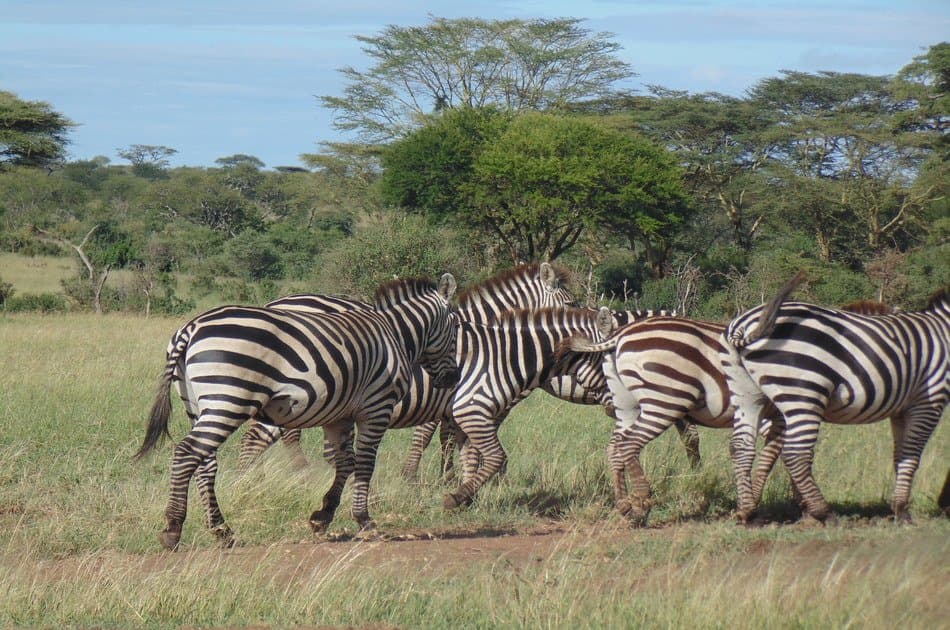 8 Days to Experience Tanzania Treasures
