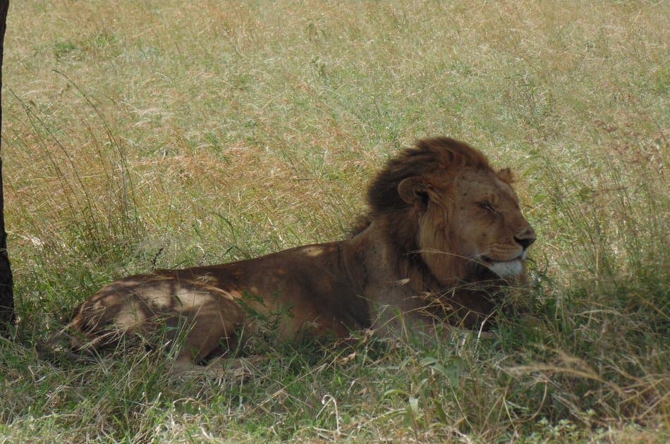 8 Days to Experience Tanzania Treasures