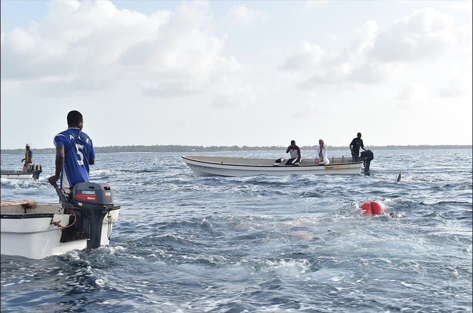 Dolphin Half Day Tour from Zanzibar