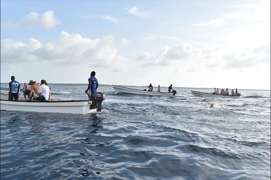Dolphin Half Day Tour from Zanzibar